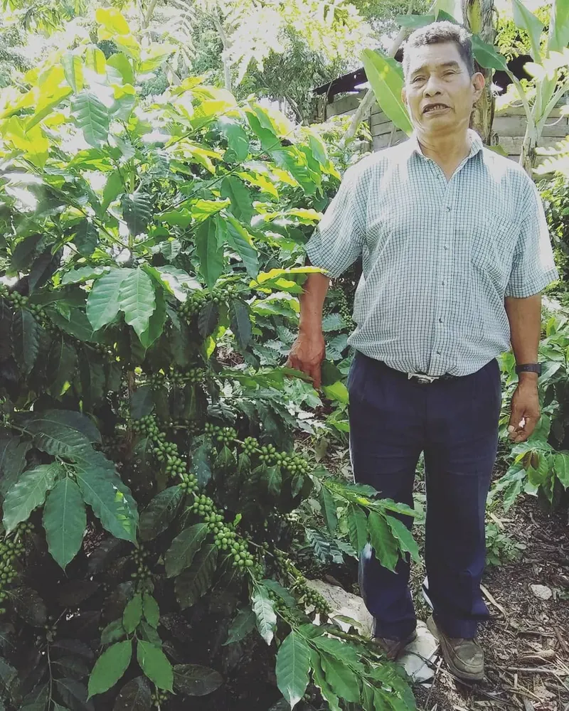 Productor de café de pie entre los cafetos